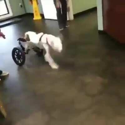 Good Boy getting his new wheels is 100 percent pure joy