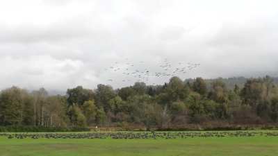Hundreds of Cackling Geese