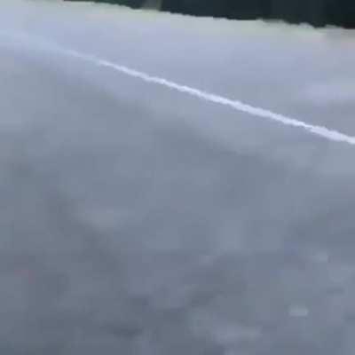 Guy throws gator into the lake