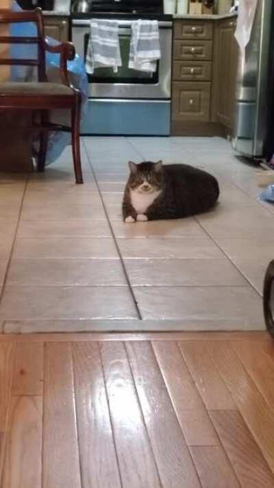 Tom Tom in Motion - took some coaxing, but he strutted his stuffs. (Forgive my stuffy nose talking...)