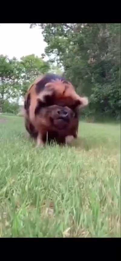 DM: What kind of mount do you want?