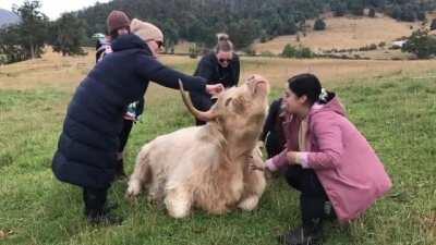 Sally knows she is fab-moo-lous