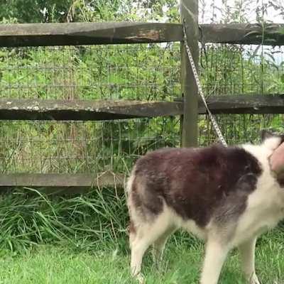 Best Husky Coat Deshedder! - Husky Coat Blow Out