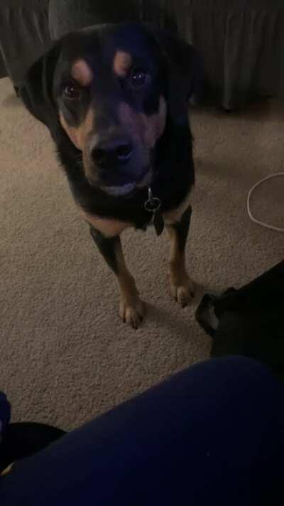 r/PetsareAmazing Best of 2020 Nomination