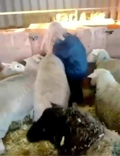 Legend has it she actually turned into a sheep