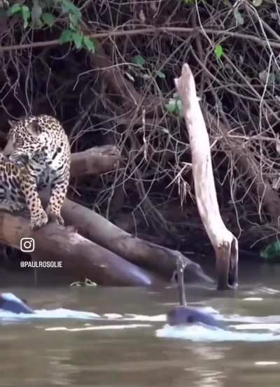 Damn didn't realize otters were gangsters