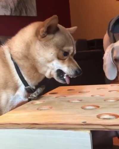 I have never seen a dog scream out of anger!