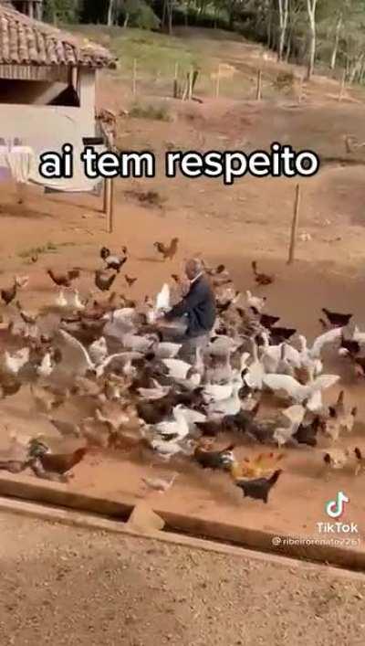 As galinhas de santo berço