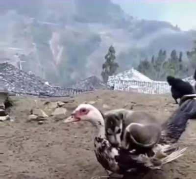 every fluff is a pillow if you are this doggo