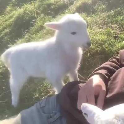 Please don’t stop hooman