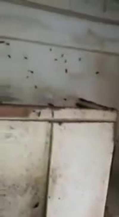 cleaners_react_to_woman_living_in_filth