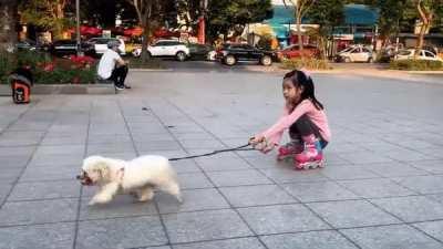 Tiny white dog pulling a girl on roller skates in Hanoi, Vietnam [OC]