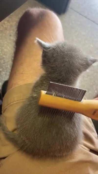 Fuzzy wee one gets a brushin’