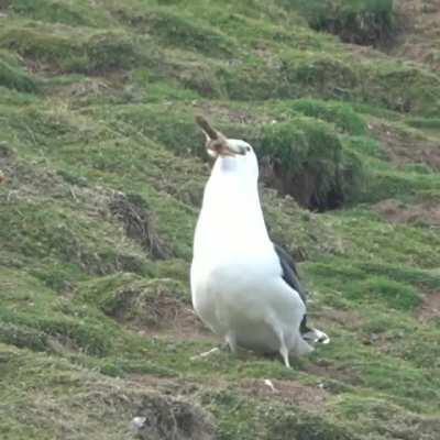 This cameraman is in a huge zoom on his phone yet manages to keep a seagul eating a rabbit in frame the whole time