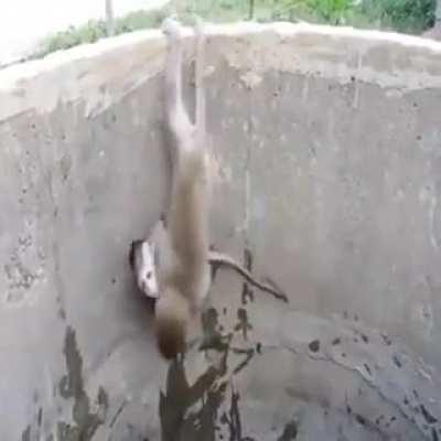 Mamma Monkey Saves Her Infant