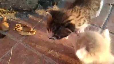 My father is surrounded. Where's the smolice when you need it?!