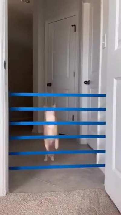 Wunky Master of Boing