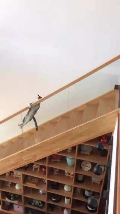 Cat misjudged a jump