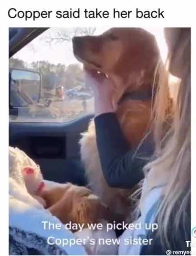 Not all dogs react well to getting a dog. 🙁