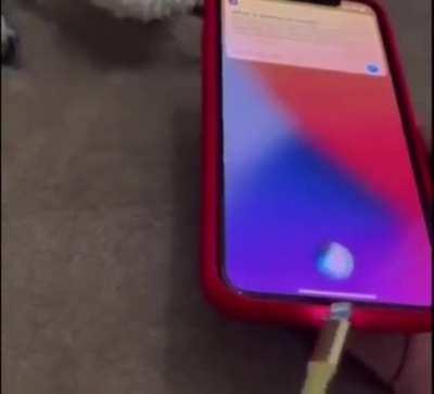 Siri, what the actual