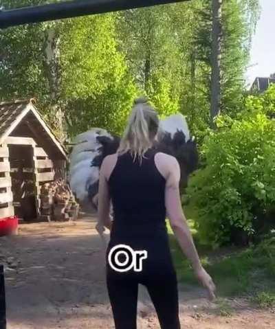 Learn how to deal with an ostrich attack
