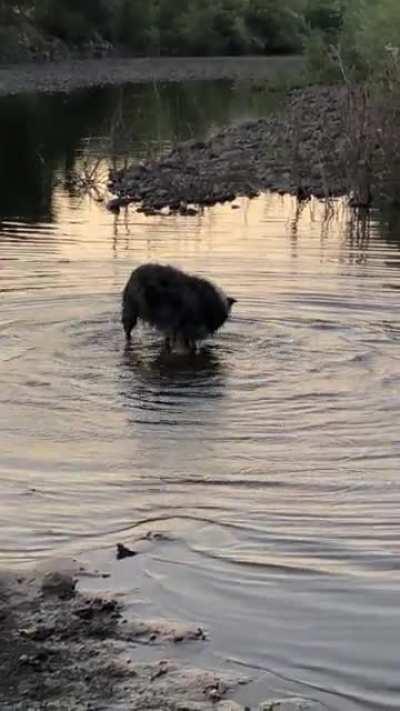 Who else has an Aussie that absolutely loves the water?🖐
