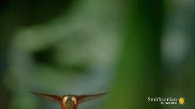 🔥 Slow motion of a hummingbird's wingbeats