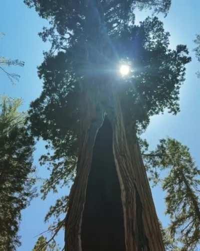 I found the Titan tree