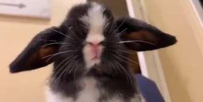 Felix has Yoda ears🪐✨