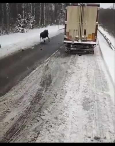 Toughest Moose in Town .. (no animals were seriously hurt)