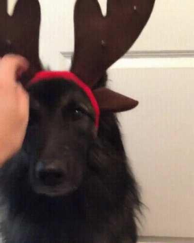 German shepherd and a hat crime.