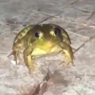 As seen on r/perfectlycutscreams.