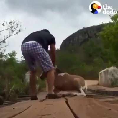 Help a foal get up to his feet