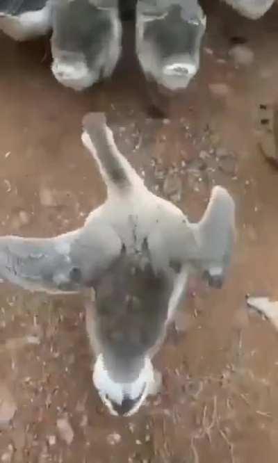 Модный гусь