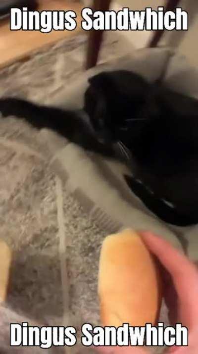 Do i even have to say how cute this is?