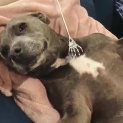 The life of a scratcher