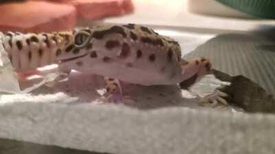 Finally caught Katia shedding. She even let me help a little.