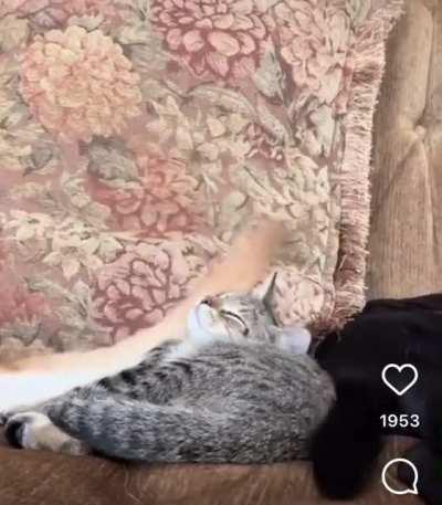 tWo dOGs kiLLiNG a Kitty