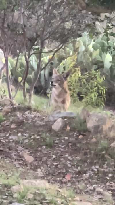 Brazen Coyote in San Diego!