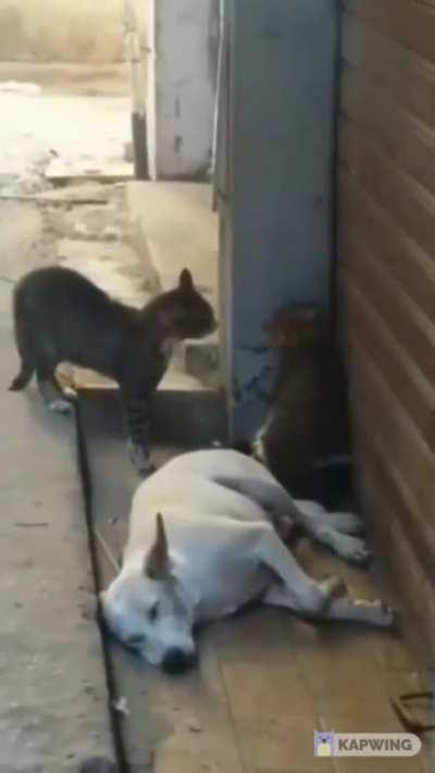 Poor dog he just wanted to sleep