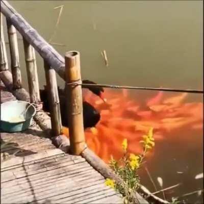 Black swan feeds his golden friends.
