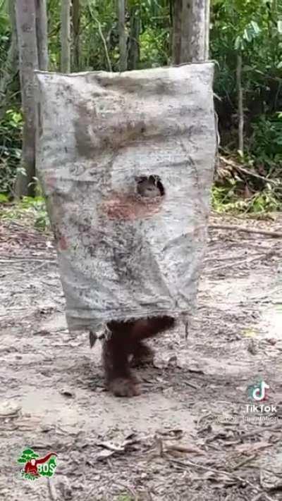 He has his spooky costume (from the Borneo Orangutan Survival Foundation)
