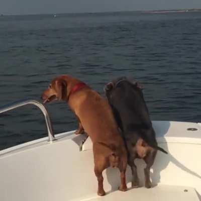 Dogs excited to see fishes
