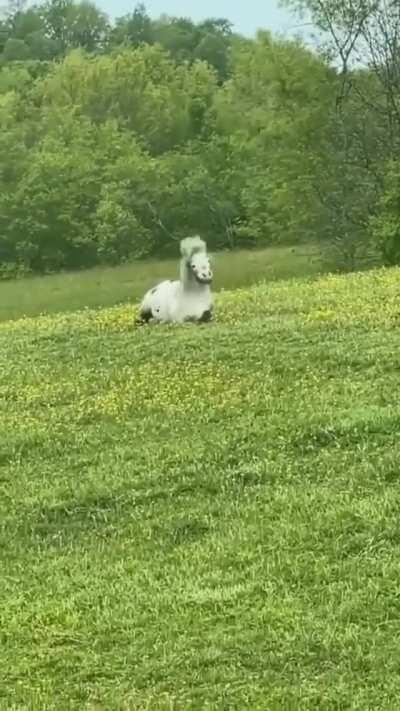 This pony having a good time.