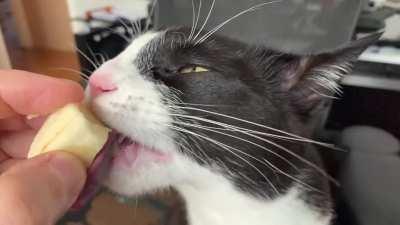 Banana eating slo-mo scrunge. This is Max, he likes to bring chaos and lick bananas. And he's all out of bananas.