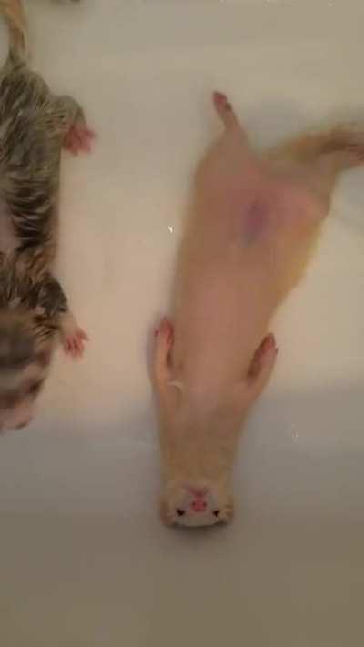 SiCk FuCk DrOwNs FeRrEt, LaUgHs As OtHeRs AtTeMpT EsCaPe