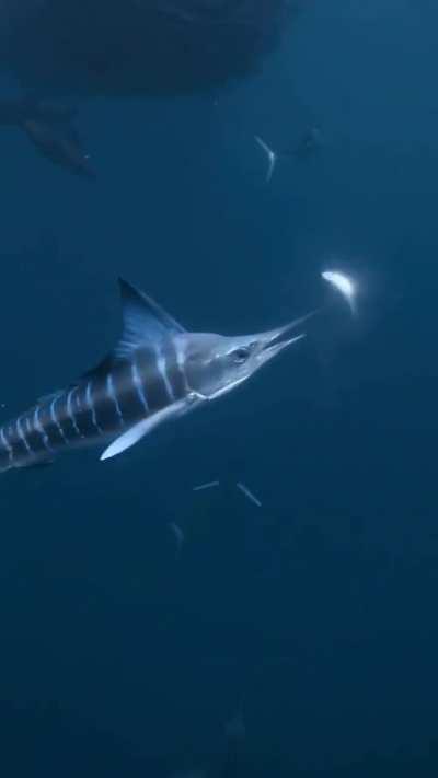🔥 Striped marlin hunting fish 