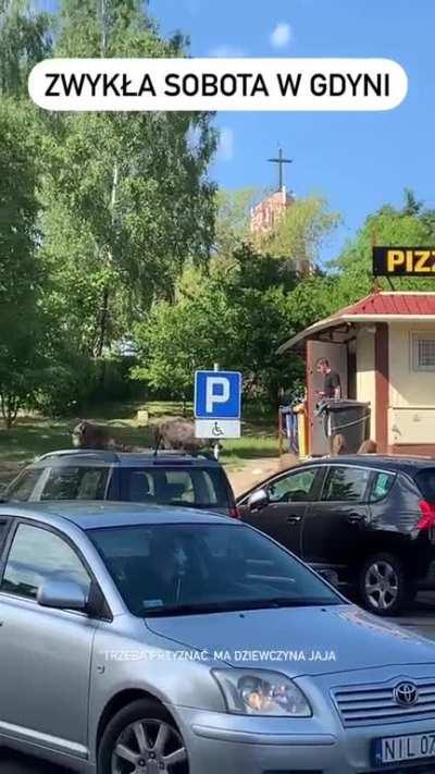 A regular day of local pizza shop employee catering to a family of boars in Gdynia, Karwiny.