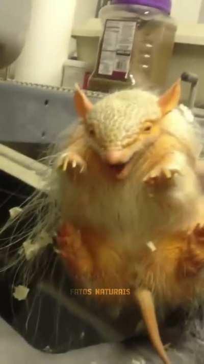 Olha q fela esse corninho