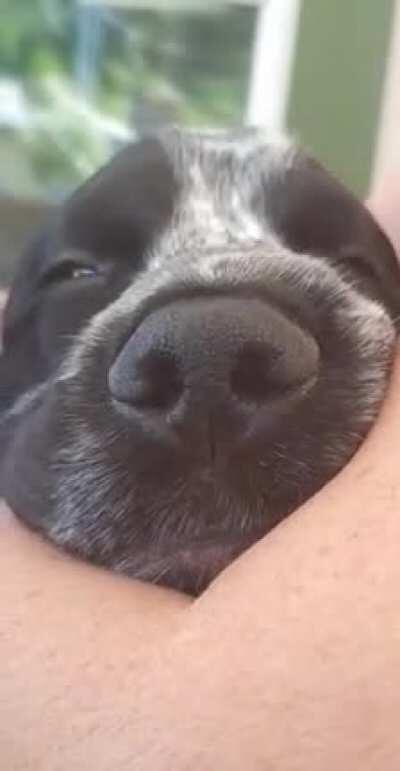Boop, plz